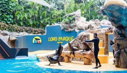 Почивка в Испания - остров Тенерифе, директни чартъри от София - ALUA 4*